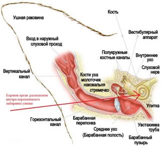 Схема строения кошачьего уха