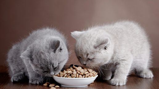 Британские котята едят корм