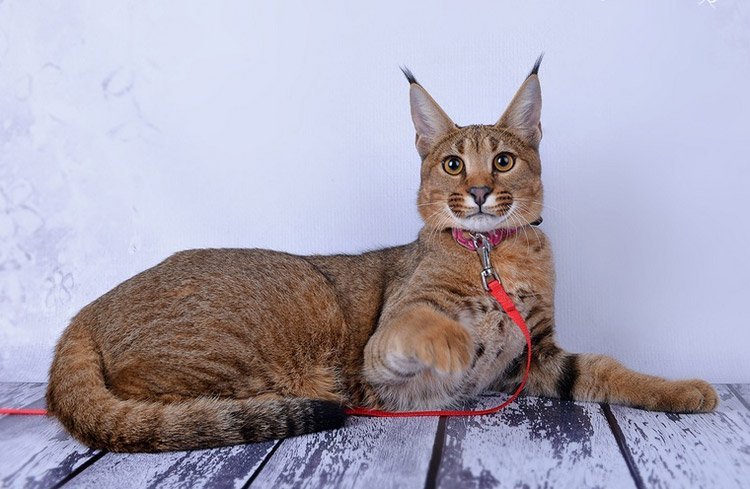 Кошка Рысь Порода Фото