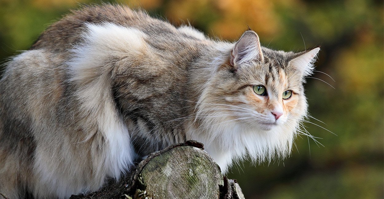 Норвежская длинношерстная Лесная кошка