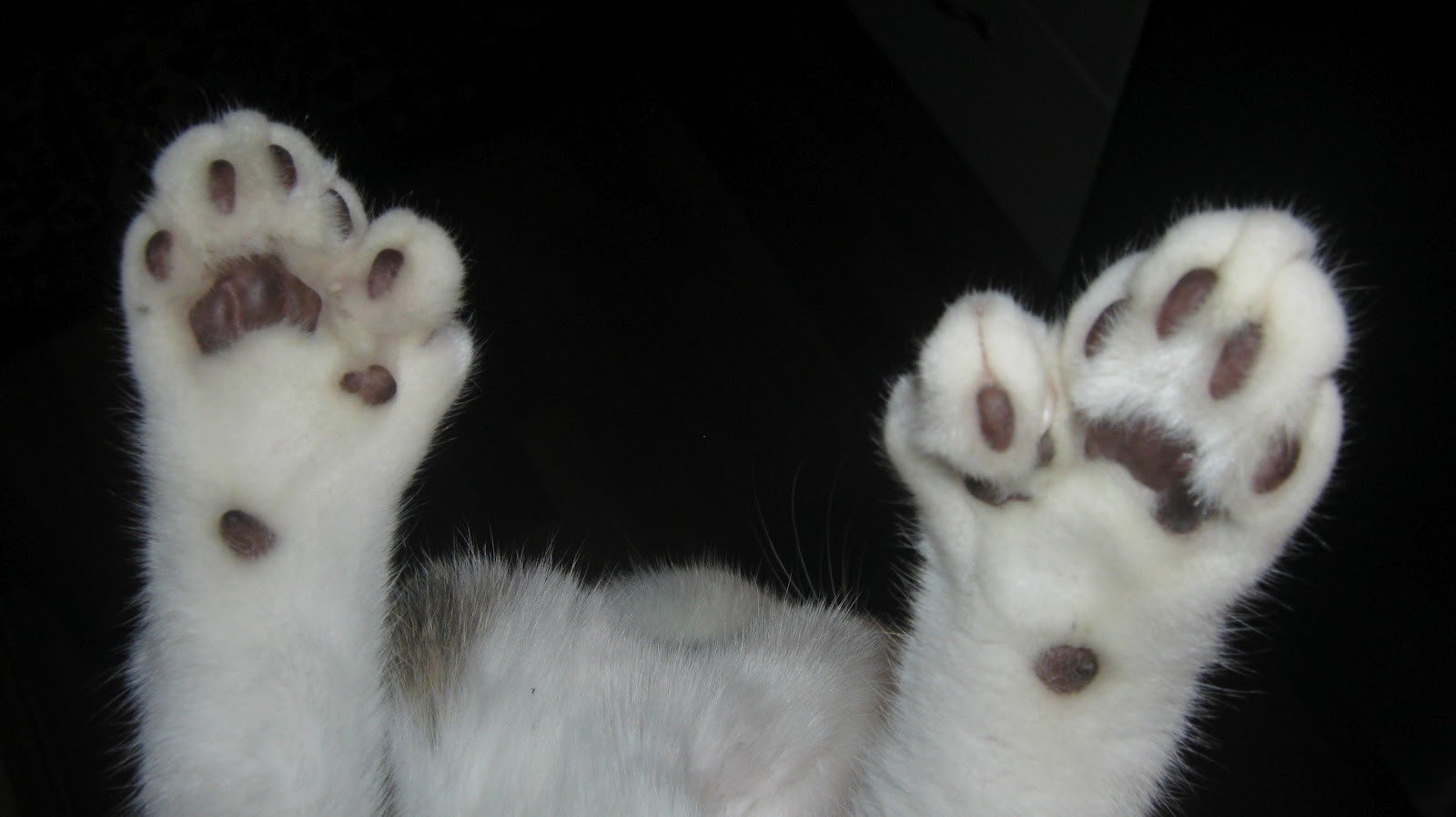 Сколько пальцев у кошки на задних лапах