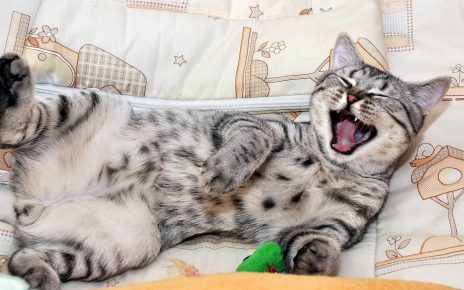 Кот зевает перед сном