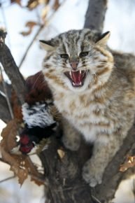 Дальневосточный амурский лесной кот в природе