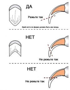 Как правильно стричь когти