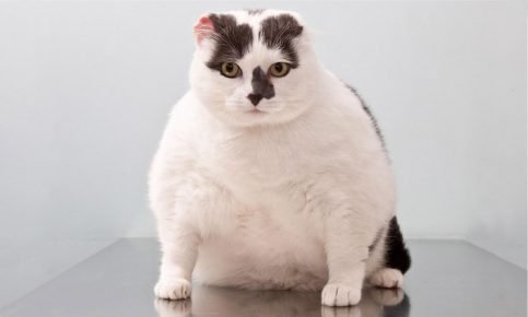 Кошка, страдающая ожирением
