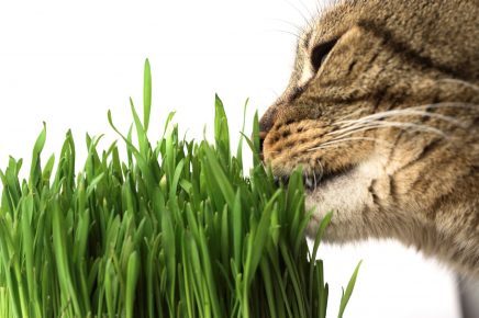 Кот ест траву