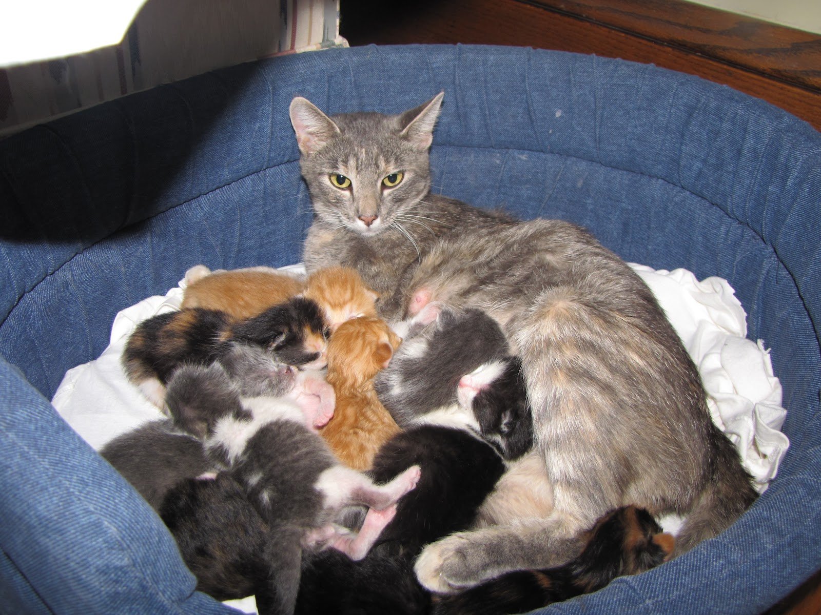 Кошка родила много котят