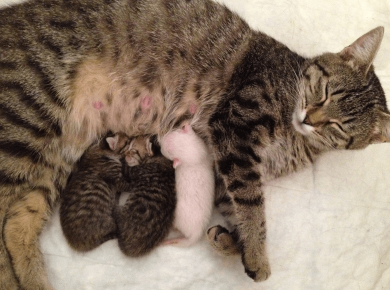 Кошка и три новорождённых котёнка