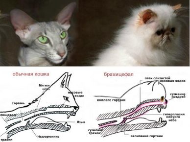 Строение черепа брахицефала и обычной кошки