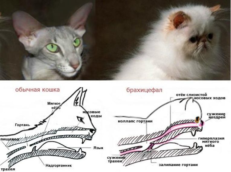 Ген короткой шерсти а у кошек. Брахицефалические породы кошек. Брахицефальный синдром у кошек. Породы кошек с брахицефалическим синдромом. Строение кошки.