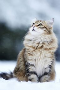Порода кошки с длинными пушистыми хвостами thumbnail
