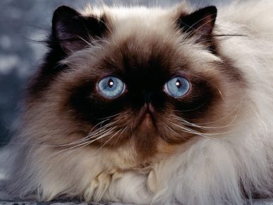 Породы голубоглазых кошек с названиями и фото thumbnail