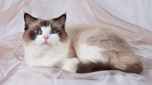 Породы кошек у которых голубые глаза thumbnail