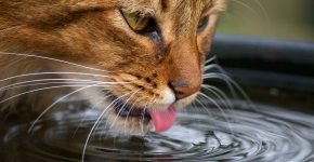 Кот лакает воду