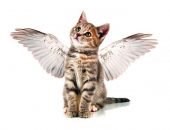 Котёнок с крыльями