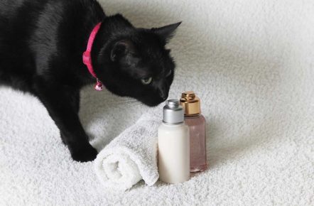 Кошка и шампунь