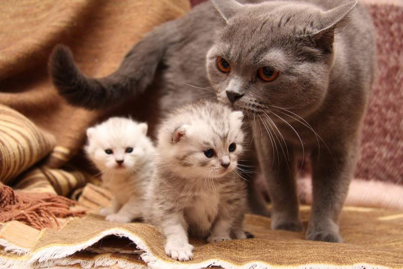 Почему рождаются мертвые котята или причины выкидыша у кошки