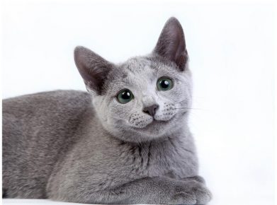 Русская голубая порода кошек