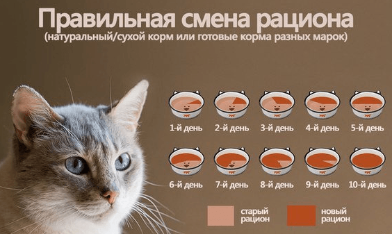 Стул у котенка норма