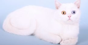 Белый шотландский кот