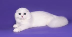 Белый окрас.британских кошек