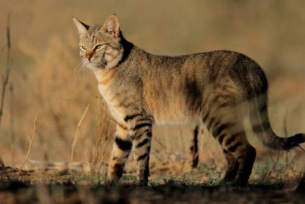 Китайская горная кошка: описание внешности и характера кота, ареал обитания и образ жизни