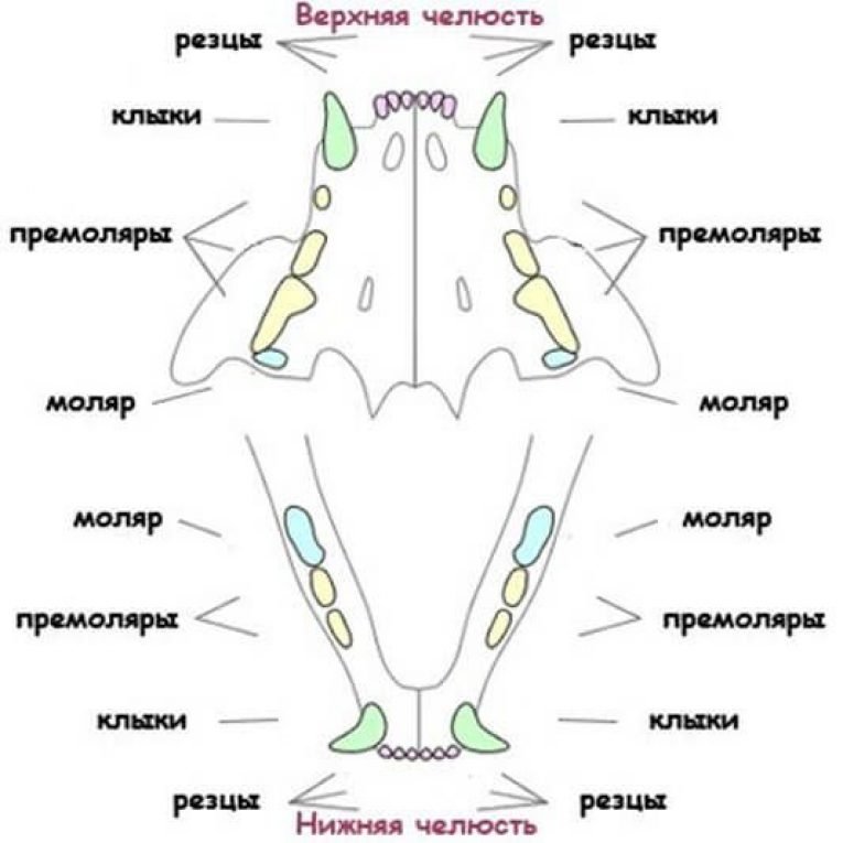 Зубная формула кошки схема