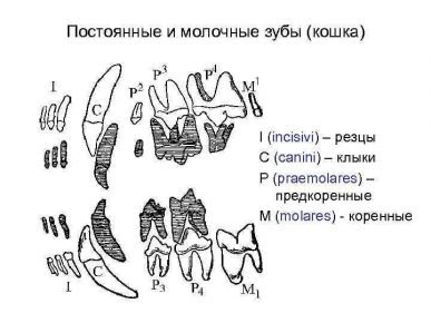 Молочные и постоянные зубы кошки