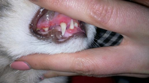 Воспаление дёсен у кошки