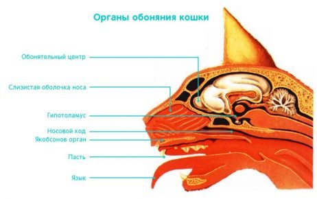 Обонятельная система кошки