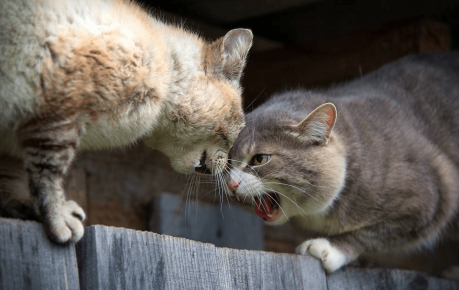 Коты шипят друг на друга
