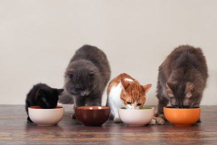 Кошки едят из мисок