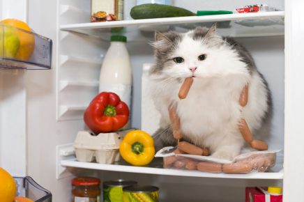 Кот лакомится сосиской с холодильнике