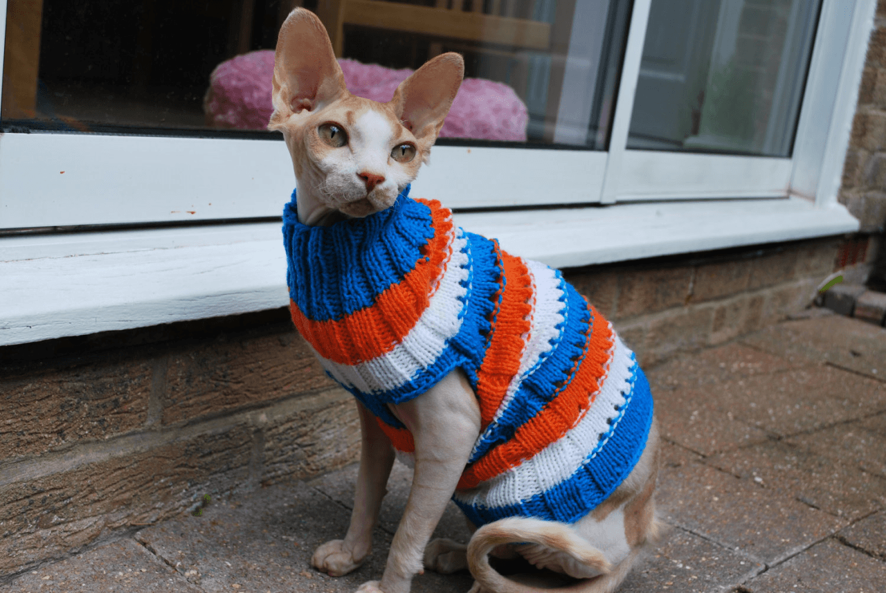 Коты в свитерах