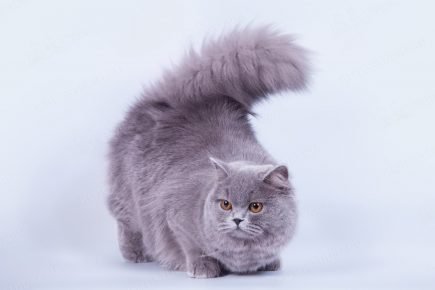 Длинношёрстный британский кот