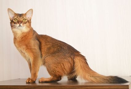 Сомалийская кошка