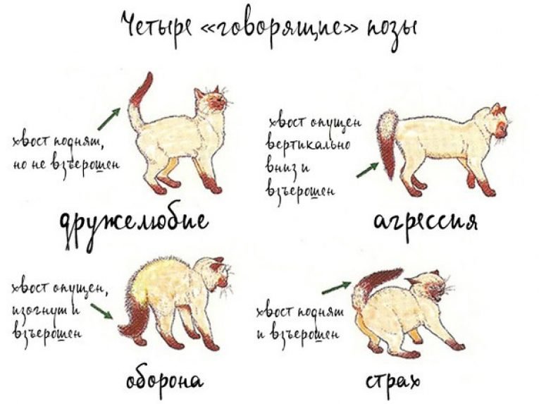 Как понять кошечку. Язык тела кошек. Поведение кота. Кот с хвостом. Язык котов по позам.