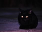 У кошки светятся глаза в темноте