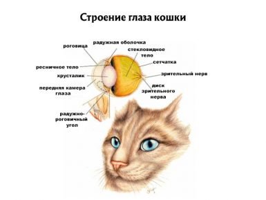 Строение глаза кошки