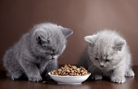 Котята едят корм