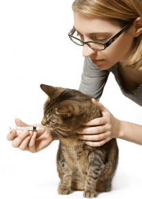 Женщина даёт лекарство коту