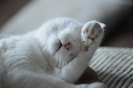 Все о породе кошек альбинос thumbnail