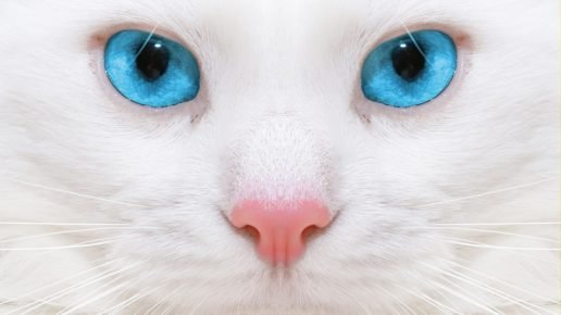 Белая кошка с ярко-голубыми глазами
