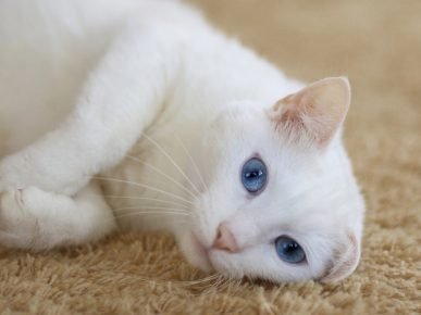 Какие глаза у альбиносов кошек thumbnail