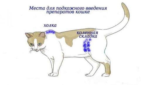 Места для подкожных уколов кошке