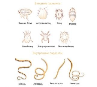 Распространенные виды внешних и внутренних паразитов