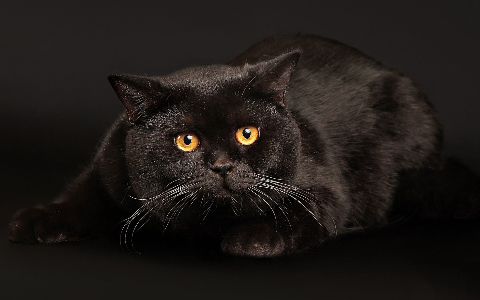 Британская кошка чёрного окраса: история выведения, особенности и  стандарты, фото котов-британцев