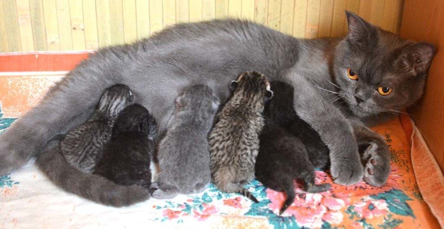 Какие котята рождаются у черной кошки. Беременные британские кошки. Рождение котенка британца.