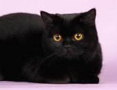 Чёрный британский кот
