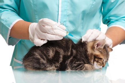 Какие вакцины делают кошкам thumbnail
